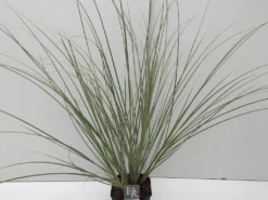 Dwergpampasgras (Cortaderia Selloana 'Mini Silverpampas') 7 Dwergpampasgras (Cortaderia Selloana 'Mini Silverpampas') -Tuinplantenwinkel cortaderia mini silverpampas v5