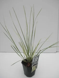 Dwerg Pampasgras (Cortaderia Selloana 'Mini Goldpampas') -Tuinplantenwinkel cortaderia sell. mini goldpampas 1