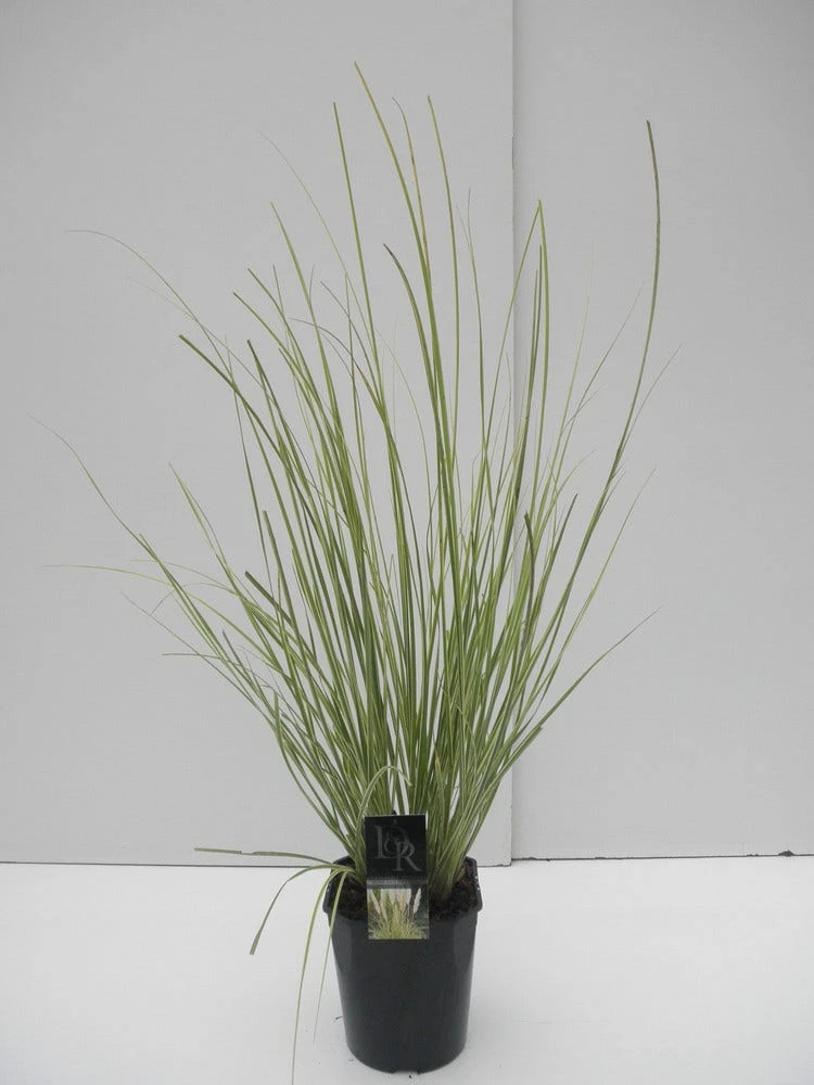 Dwerg Pampasgras (Cortaderia Selloana 'Mini Goldpampas') 5 Dwerg Pampasgras (Cortaderia Selloana 'Mini Goldpampas') - Afbeelding 5