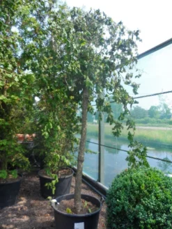 Kronkelhazelaar Als Boom (Corylus Avellana 'Contorta') -Tuinplantenwinkel corylus avellana contorta 20 25ho c160