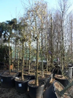 Kronkelhazelaar Als Boom (Corylus Avellana 'Contorta') -Tuinplantenwinkel corylus avellana contorta 2025cm