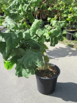 Kronkelhazelaar (Corylus Avellana 'Contorta') -Tuinplantenwinkel corylus avellana contorta 1