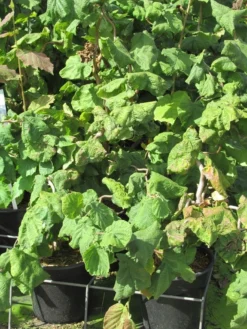 Kronkelhazelaar (Corylus Avellana 'Contorta') -Tuinplantenwinkel corylus avellana contorta 2