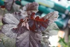 Rode Hazelaar (Corylus Maxima 'Purpurea') -Tuinplantenwinkel corylus maxima purpurea 1