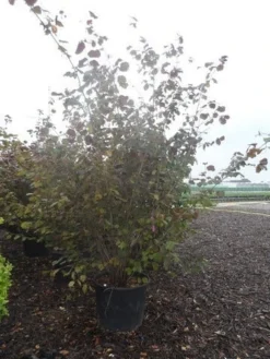 Rode Hazelaar (Corylus Maxima 'Purpurea') -Tuinplantenwinkel corylus maxima purpurea 200 250 c70 90 1