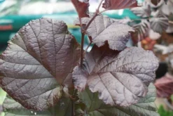Rode Hazelaar (Corylus Maxima 'Purpurea') -Tuinplantenwinkel corylus maxima purpurea 2