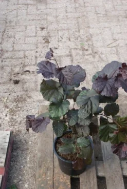 Rode Hazelaar (Corylus Maxima 'Purpurea') -Tuinplantenwinkel corylus maxima purpurea 3