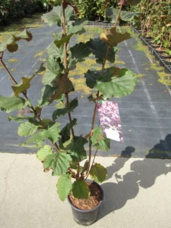 Rode Hazelaar (Corylus Maxima 'Purpurea') -Tuinplantenwinkel corylus maxima purpurea 1