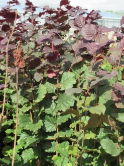 Rode Hazelaar (Corylus Maxima 'Purpurea') -Tuinplantenwinkel corylus maxima purpurea 2