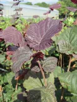 Rode Hazelaar (Corylus Maxima 'Purpurea') -Tuinplantenwinkel corylus maxima purpurea 3