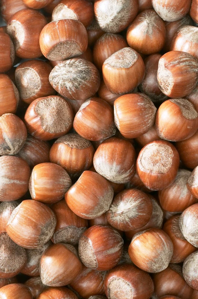 Hazelaar/Hazelnoot (Corylus Avellana 'Cosford') 2 Hazelaar/Hazelnoot (Corylus Avellana 'Cosford') - Afbeelding 2