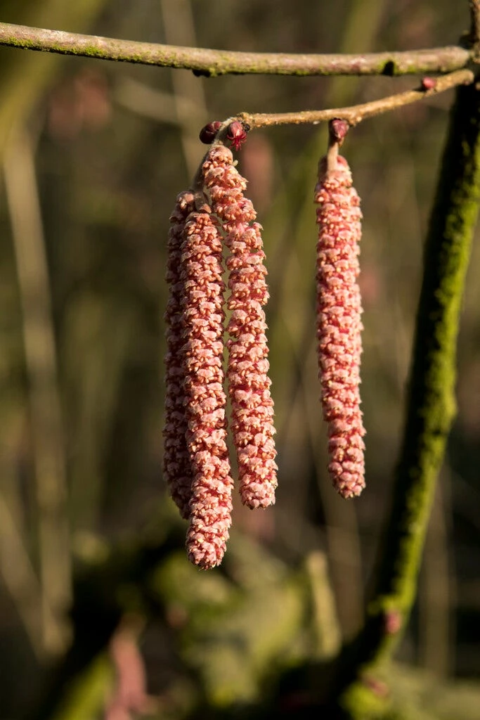 Hazelaar/Hazelnoot (Corylus Avellana 'Rode Zellernoot') 1 Hazelaar/Hazelnoot (Corylus Avellana 'Rode Zellernoot')