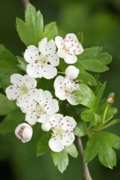 Meidoorn Als Boom (Crataegus Monogyna 'Stricta')