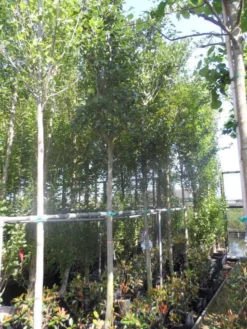 Meidoorn Als Boom (Crataegus Lavallei 'Carrierei') -Tuinplantenwinkel crataegus lavallei carrierei 14 16ho cont 1