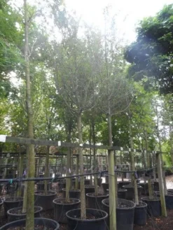 Rode Meidoorn (Crataegus Laevigata 'Paul's Scarlet') -Tuinplantenwinkel crataegus media paul s scarlet 25 30ho c350 1 1