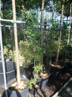 Meidoorn Als Boom (Crataegus Monogyna 'Stricta') -Tuinplantenwinkel crataegus monogyna 125 150 175 c7