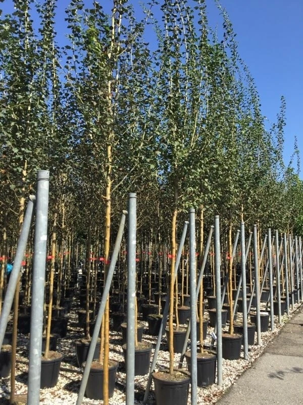 Rode Meidoorn (Crataegus Laevigata 'Paul's Scarlet') 6 Rode Meidoorn (Crataegus Laevigata 'Paul's Scarlet') - Afbeelding 6