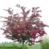 Rode Meidoorn (Crataegus Laevigata 'Paul's Scarlet')