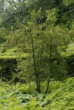 Chileense Lantaarnboom (Crinodendron Hookerianum) 7 Chileense Lantaarnboom (Crinodendron Hookerianum) -Tuinplantenwinkel crinodendron