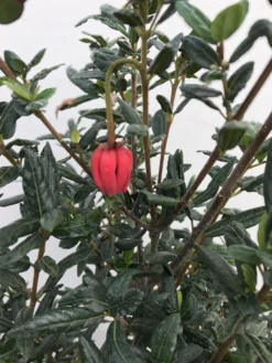 Chileense Lantaarnboom (Crinodendron Hookerianum) 6 Chileense Lantaarnboom (Crinodendron Hookerianum) -Tuinplantenwinkel crinodendron hookerianum c20 1 1