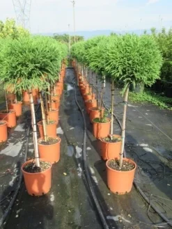 Sikkelden Op Stam (Cryptomeria Japonica 'Globosa Nana') -Tuinplantenwinkel cryptomeria japonica globosa nana 100 cm stam