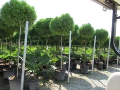 Sikkelden Op Stam (Cryptomeria Japonica 'Globosa Nana') -Tuinplantenwinkel cryptomeria japonica globosa nana 2