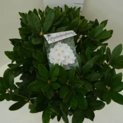 Rhododendron (Rhododendron 'Cunningham White') -Tuinplantenwinkel cun. white c7.5 boven 1