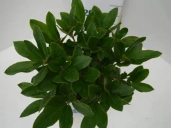 Rhododendron (Rhododendron 'Cunningham White') 23 Rhododendron (Rhododendron 'Cunningham White') -Tuinplantenwinkel cun white c2 boven