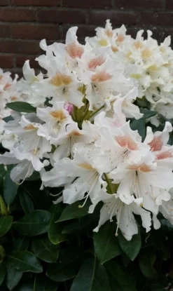 Rhododendron (Rhododendron 'Cunningham White')