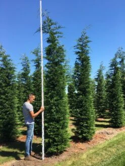 Grote Snelgroeiende Conifeer (Cupressocyparis Leylandii) 8 Grote Snelgroeiende Conifeer (Cupressocyparis Leylandii) -Tuinplantenwinkel cup leijlandii 450500