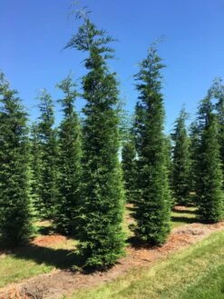 Grote Snelgroeiende Conifeer (Cupressocyparis Leylandii) 9 Grote Snelgroeiende Conifeer (Cupressocyparis Leylandii) -Tuinplantenwinkel cup leijlandii 500550