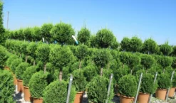 Cupressocyparis, Triobol (Cupressocyparis Leylandii 'Castlewellan Gold') -Tuinplantenwinkel cuppressocyparis triobol