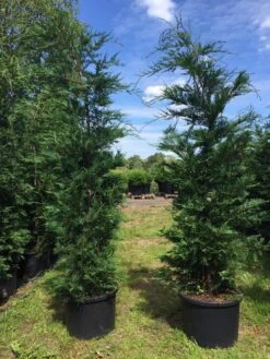 Grote Snelgroeiende Conifeer (Cupressocyparis Leylandii) 10 Grote Snelgroeiende Conifeer (Cupressocyparis Leylandii) -Tuinplantenwinkel cupressocyparis lelandii h200 250 1