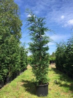 Grote Snelgroeiende Conifeer (Cupressocyparis Leylandii) 11 Grote Snelgroeiende Conifeer (Cupressocyparis Leylandii) -Tuinplantenwinkel cupressocyparis lelandii h250 300 3