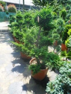 Cupressocyparis Als Bonsai (Cupressocyparis Leylandii 'Castlewellan Gold' ) -Tuinplantenwinkel cupressocyparis leylandii bonsai 100 125 c70 1