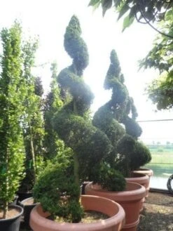 Leylandcipres Als Spiraal (Cupressocyparis Leylandii 'Castlewellan Gold' ) -Tuinplantenwinkel cupressocyparis leylandii castlewellan gold spiraal 250 300 c500 extra 1