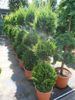 Cupressocyparis, Triobol (Cupressocyparis Leylandii 'Castlewellan Gold') -Tuinplantenwinkel cupressocyparis leylandii castlewellan gold triobol 125 150 175 c25