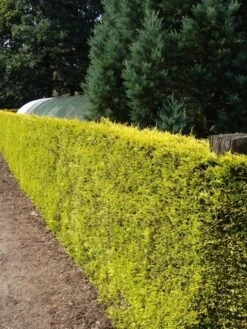 Gele Haagconifeer (Cupressocyparis Leylandii 'Gold Rider') -Tuinplantenwinkel cupressocyparis leylandii gold rider