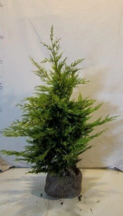 Gele Haagconifeer (Cupressocyparis Leylandii 'Gold Rider') -Tuinplantenwinkel cupressulgoldrider080 100