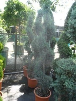Cipres Als Spiraal (Cupressus Arizonica 'Glauca') -Tuinplantenwinkel cupressus arizonica glauca spiraal 175 200 c25