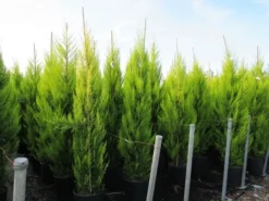 Cipres Kamerconifeer (Cupressus Macrocarpa 'Goldcrest') -Tuinplantenwinkel cupressus macrocarpa goldcrest