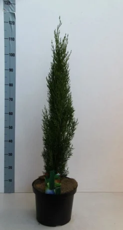 Italiaanse Cipres (Cupressus Sempervirens 'Totem') -Tuinplantenwinkel cupressus semp totem 80 100 cm co. 10l kopie 2 1