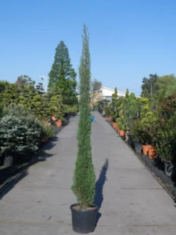 Italiaanse Cypres (Cupressus Sempervirens 'Stricta') -Tuinplantenwinkel cupressus sempervirens strica 200 250 c30