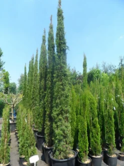 Italiaanse Cypres (Cupressus Sempervirens 'Stricta') -Tuinplantenwinkel cupressus sempervirens stricta 250 300 c70
