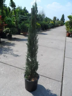 Italiaanse Cypres (Cupressus Sempervirens 'Stricta') -Tuinplantenwinkel cupressus sempervirens stricta 80 100 125 c10