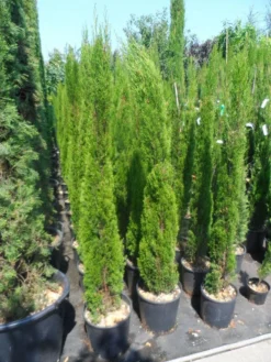 Italiaanse Cipres (Cupressus Sempervirens 'Totem') -Tuinplantenwinkel cupressus sempervirens totem 125 150 175 1