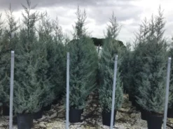 Cipres (Cupressus Arizonica 'Glauca') -Tuinplantenwinkel cupressusarizonicaglauca 1