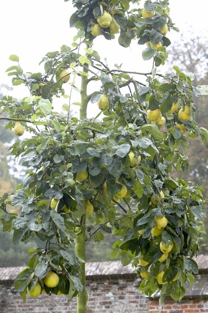 Kweepeer (Cydonia Oblonga 'Rea's Mammoth') 2 Kweepeer (Cydonia Oblonga 'Rea's Mammoth') - Afbeelding 2