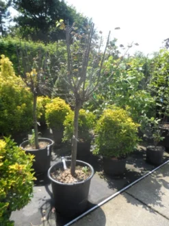 Kweepeer (Cydonia Oblonga) 11 Kweepeer (Cydonia Oblonga) -Tuinplantenwinkel cydonia oblonga halfstam 14 16 18 2