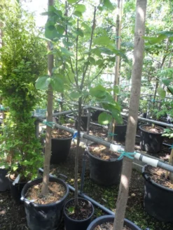 Kweepeer (Cydonia Oblonga) 10 Kweepeer (Cydonia Oblonga) -Tuinplantenwinkel cydonia oblonga halfstam 5 6 8 c10